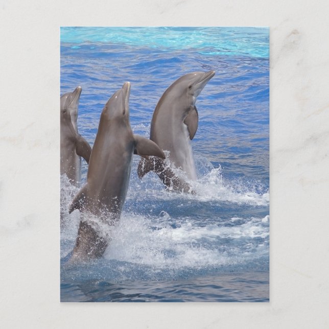 Carte Postale Dauphins debout hors de l'eau (Devant)