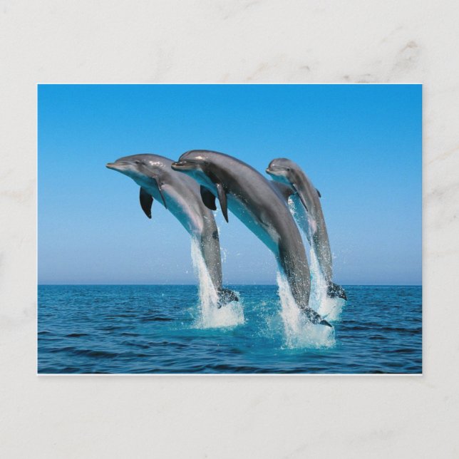 Carte Postale dauphins en goulot qui saute d'une mer bleue clair (Devant)