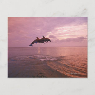 Carte Postale Dauphins en voie de disparition au coucher du sole