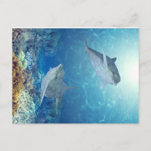 Carte Postale dauphins heureux