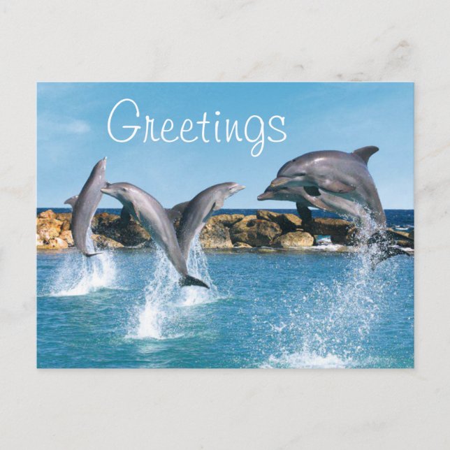 Carte Postale Dauphins nager et faire des tours (Devant)