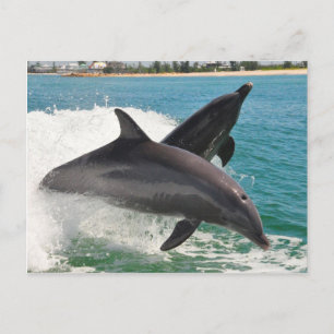 Carte Postale Dauphins sauvages de Bottlenose Jumping Sanibel Ca