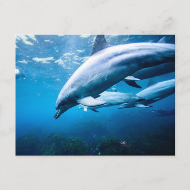 Carte Postale Dauphins sous-marins (Devant)