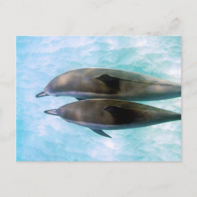 Carte Postale Dauphins spineurs | Oahu Hawaii (Devant)