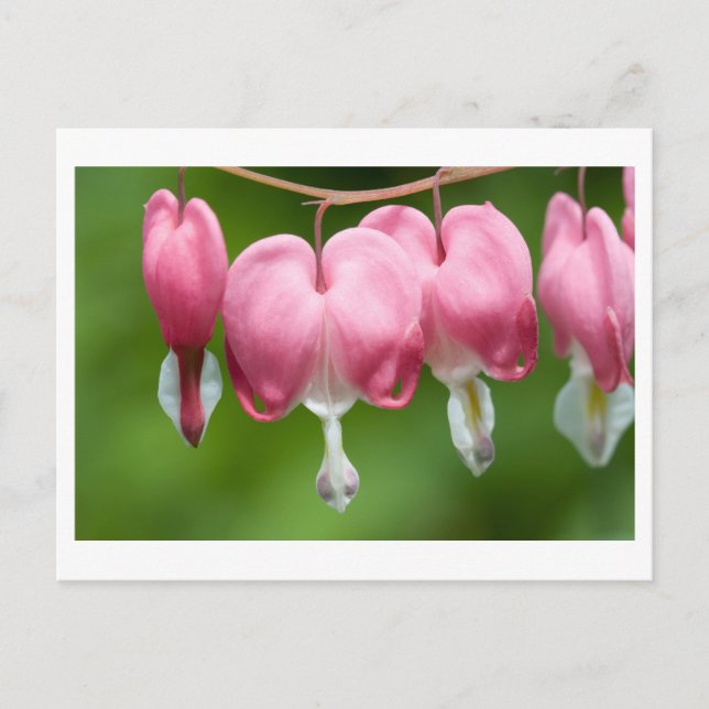 Carte Postale daurade (Devant)