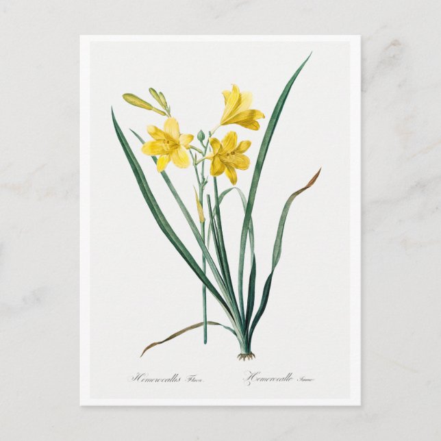 CARTE POSTALE "DAY LILY" BOTANIQUE REDOUTÉ (Devant)