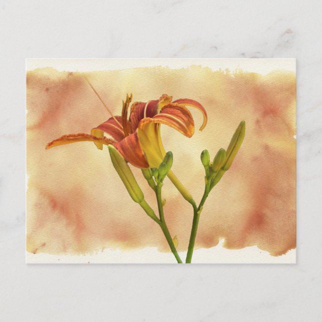 Carte Postale Daylilies - Hemerocallis (Devant)