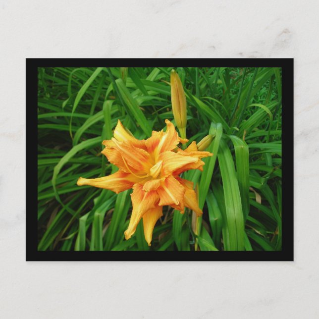 Carte Postale Daylily (Devant)