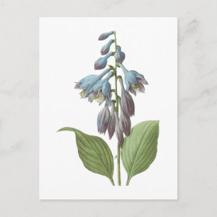 Carte Postale daylily (Hemerocallis caerulea) par Redouté