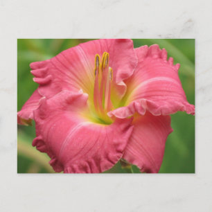 Carte Postale Daylily Rose