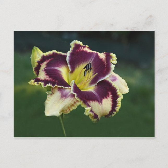 Carte Postale Dazzle Sud (Devant)