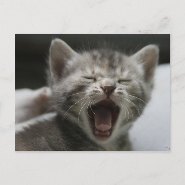 Carte postale de baîllement de chaton (Devant)