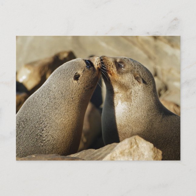 Carte postale de baiser de deux phoques (Devant)
