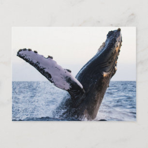 Carte postale de baleine à bosse