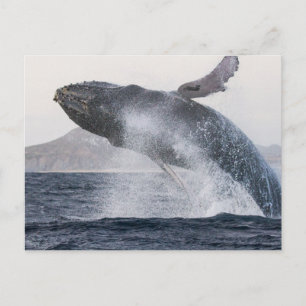 Carte postale de baleine à bosse