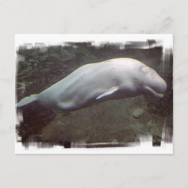 Carte postale de baleine béluga blanche (Devant)