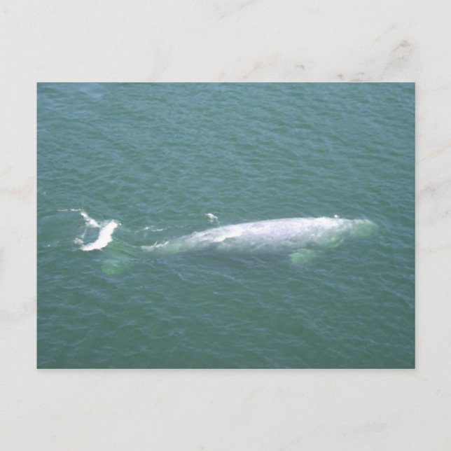 Carte postale de baleine grise (Devant)