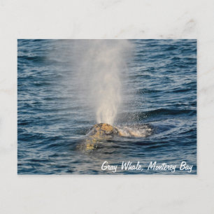 Carte postale de baleine grise