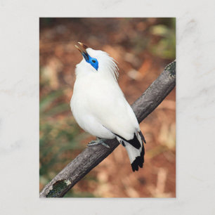 Carte postale de Bali Minah Bird