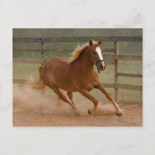 Carte postale de beauté Brown