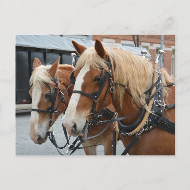Carte Postale De beaux chevaux avec harnais de conduite (Devant)