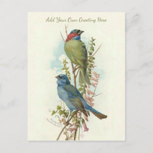 Carte Postale De Beaux Oiseaux Vintages Ajoutez Votre Propre Voe