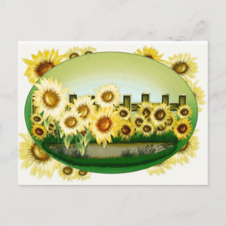 Carte postale de beaux tournesols