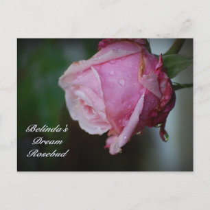 Carte postale de Belinda Dream Rosebud