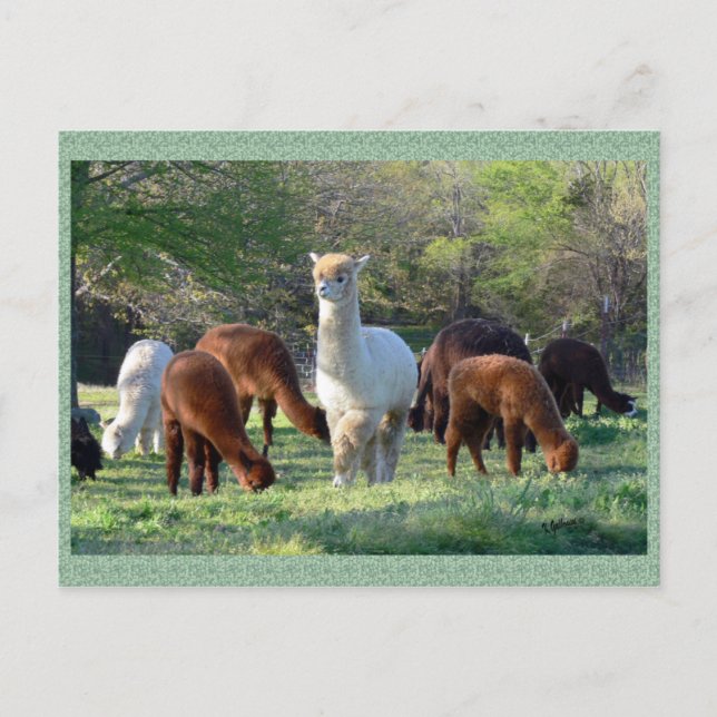 Carte postale de belle de Sleigh d'alpaga (Devant)