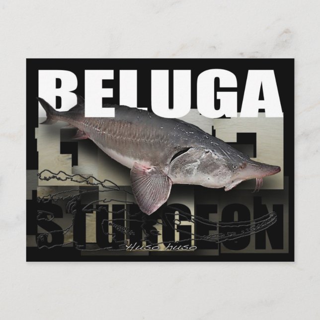 Carte postale de Beluga Sturgeon (Devant)