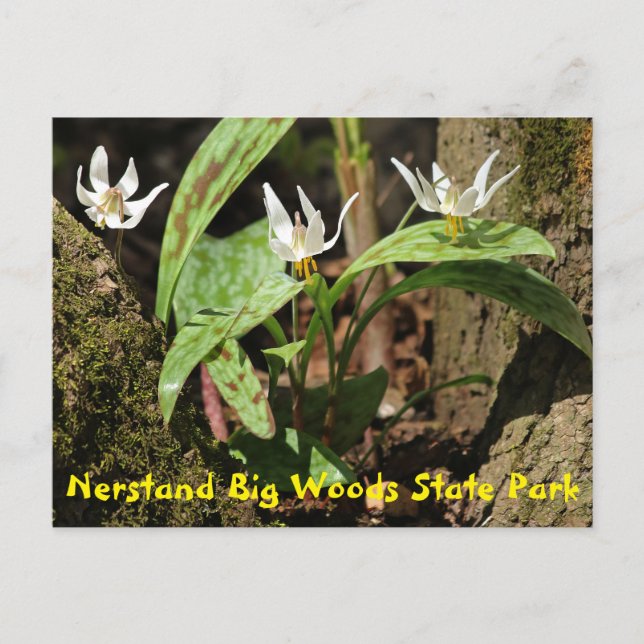 Carte postale de Big Woods State Park (Devant)
