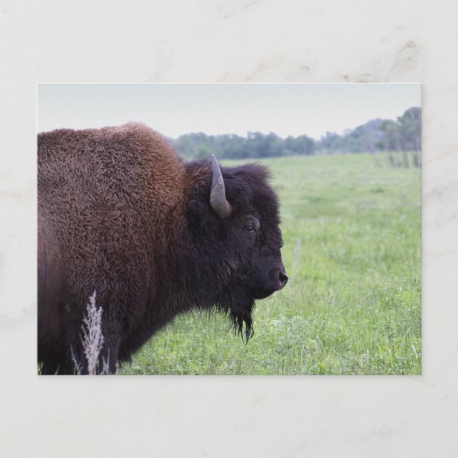 Carte postale de bison des Plaines américaines (Devant)