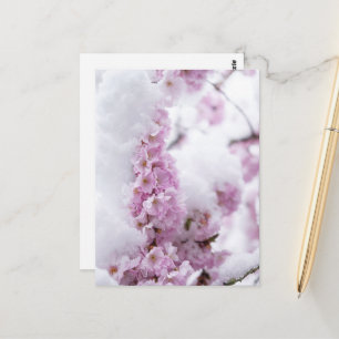 Carte postale de Blossoms