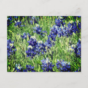 Carte postale de Bluebonnet