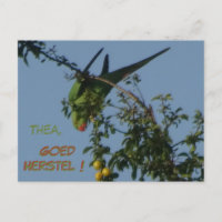 Carte postale de bon rétablissement pour Perruche