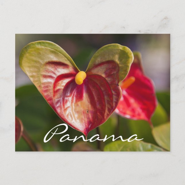Carte postale de Boquete, Panama (Devant)