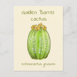 Carte postale de cactus Barrel doré