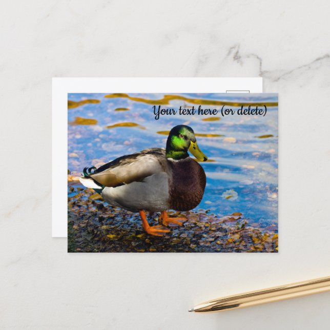 Carte postale de canard colvert (Devant/Arrière en situation)