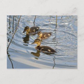 Carte postale de canard de colard