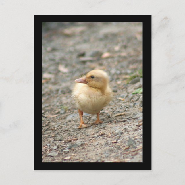 Carte postale de canard jaune (Devant)