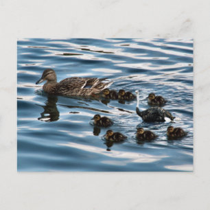 Carte postale de canard moche