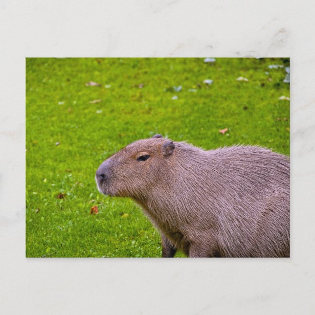 Carte postale de capybara (Devant)
