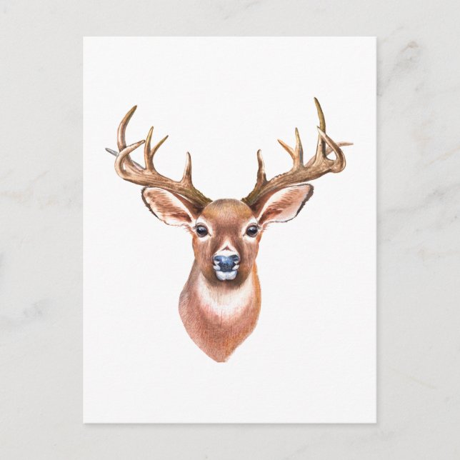 Carte postale de cerf à queue blanche (Devant)