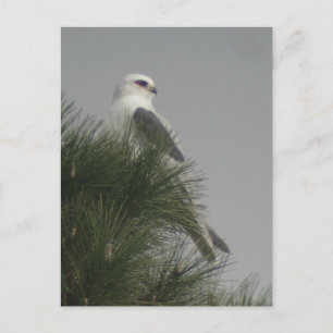 Carte postale de cerf-volant à queue blanche
