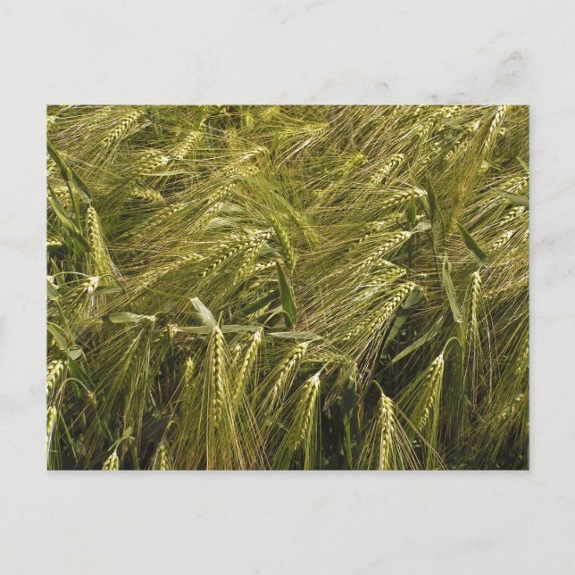 Carte postale de champ (Devant)