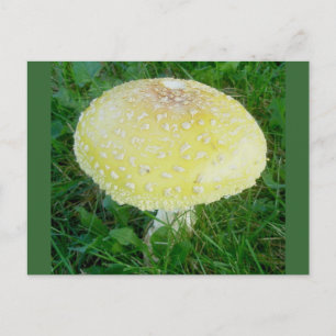 Carte postale de champignon jaune #3