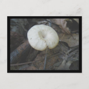 Carte postale de champignons de fleurs