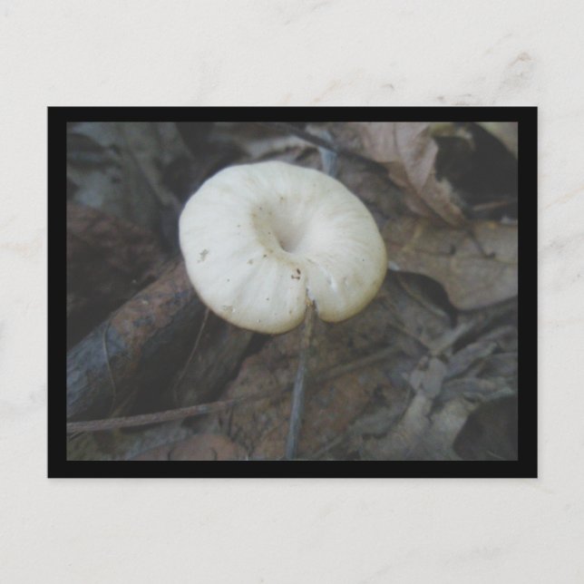 Carte postale de champignons de fleurs (Devant)