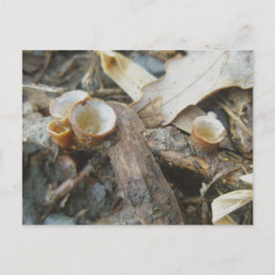 Carte postale de champignons de la coupe de décemb