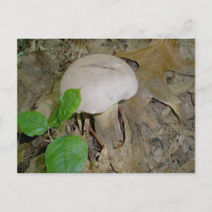 Carte postale de champignons violets